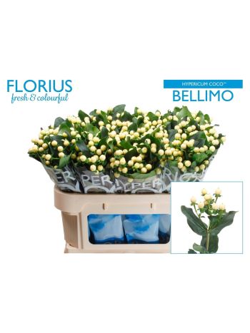 HYP COCO BELLIMO 70CM