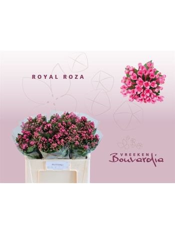 BOU EN ROY ROZA