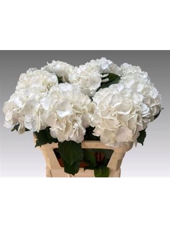 HYDR M SCHNEEBALL 80CM