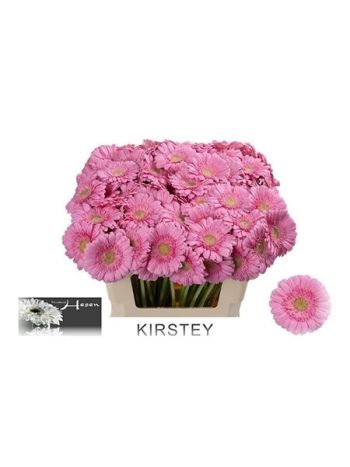 GE MI KIRSTEY