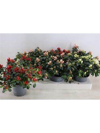 RHODO SI GEM X6