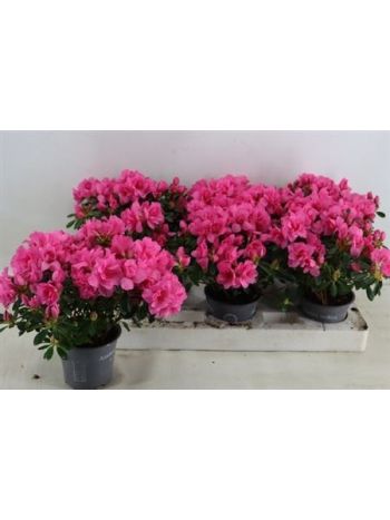 RHODO SI PINK