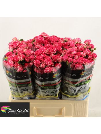 R TR FIREWORKS 60CM