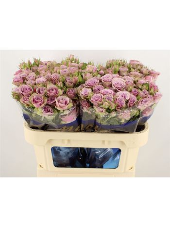 R TR PURPLE SKY 70CM