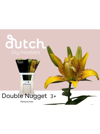 LI LA DOUBLE NUGGET 3+