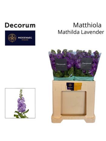 MATTH MATHILDA LAVEN