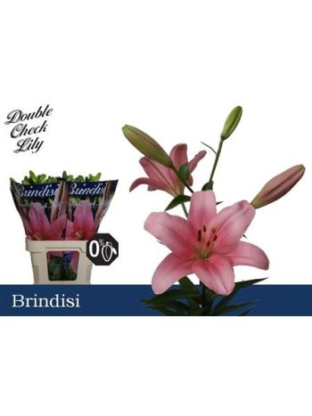 LI LA BRINDISI