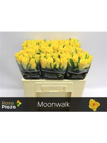 R GR5 MOONWALK