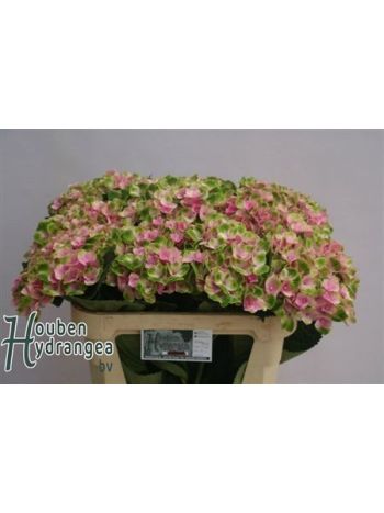 HYDR M MAG AMETHYST 70CM