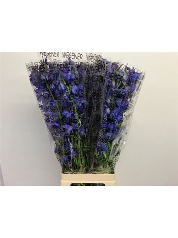 DELPH EN DONNA 80CM