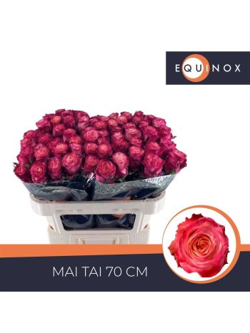 R GR MAI TAI 70CM