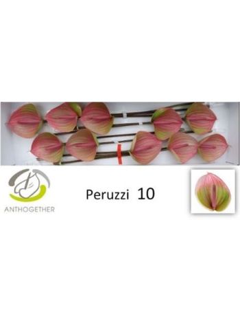 ANTH A PERUZZI *10