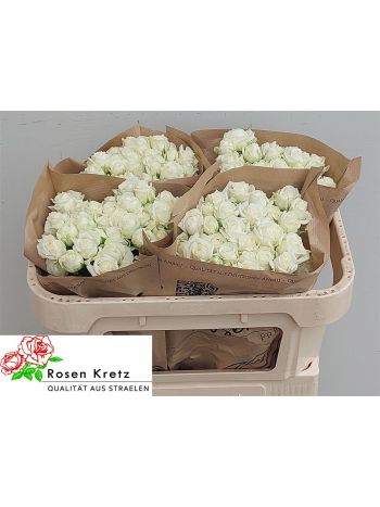 R TR WHITE BUBBLES 60CM