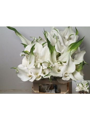ZANT WHITE MAMBO - DUPLA VIR&Aacute;GOS 60CM