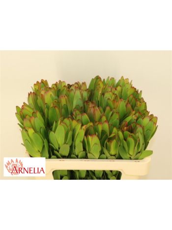 LEUCAD SAF GOLDSTRIK 50CM