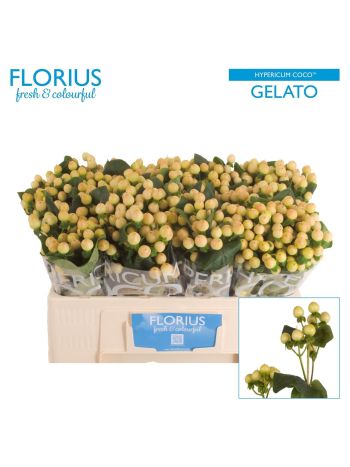 HYP  COCO GELATO 50CM