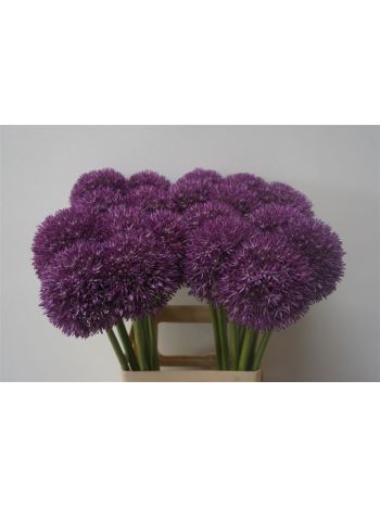 ALLIUM PINBALL WIZAR