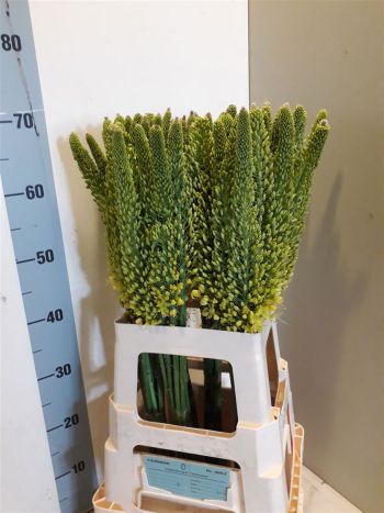 EREMURUS STENOPHYLLU