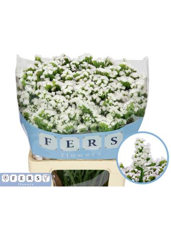LIM S WH STARL WINGS 80CM
