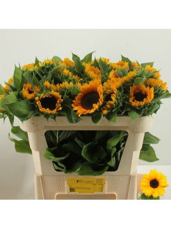 HELIAN AN SUNRICH OR 70CM