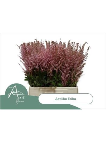 ASTIL AR ERIKA