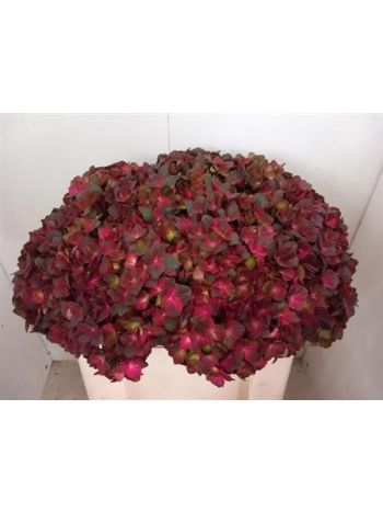 HYDR  M MAG CHOCOLATE 50CM