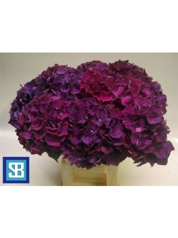HYDR M MAG PINK RUBY 60CM
