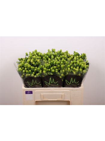 HYP  SISU CHARM 50CM