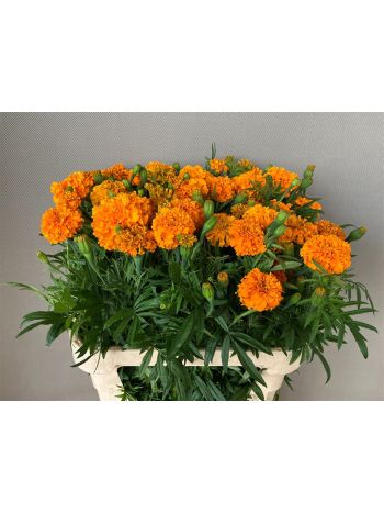 TAG E PROMISE ORANGE