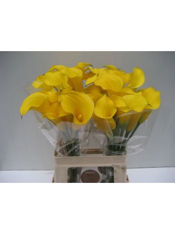 ZANT GOLD MEDAL 60CM