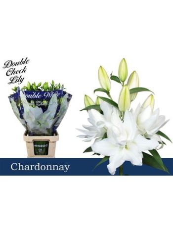LI OR DU CHARDONNAY 4+