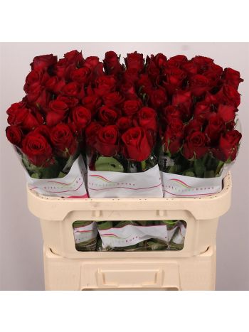 R GR RED BENTLEY 70CM