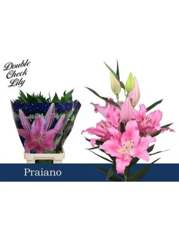 LI OR PRAIANO