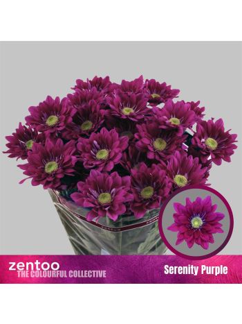 CHR T SERENIT PURPLE