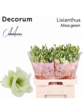 EUS G ALISSA GREEN
