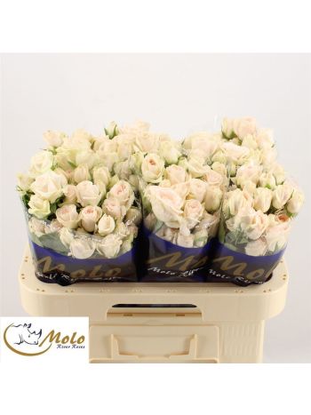 R TR RLM P CH DELIG 60CM