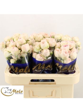 R TR MANSFIELD PARK 60CM