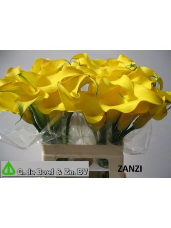 ZANT OV - YELLOW 60CM