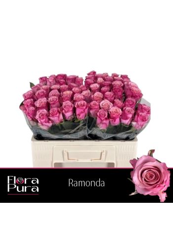 R GR5 RAMONDA