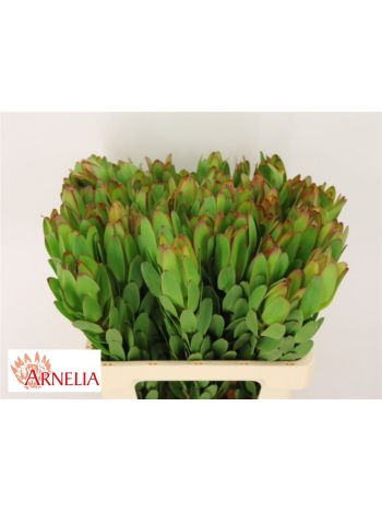 LEUCAD SAF GOLDSTRIK 60CM
