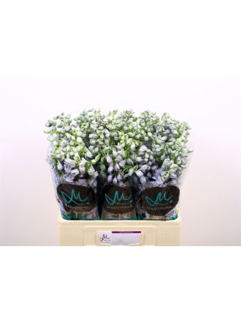 DELPH EL GUARD LAVEN 60CM