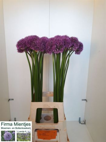 ALLIUM GLADIATOR
