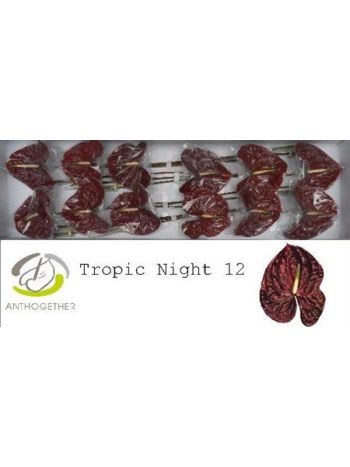ANTH A TROPIC NIGHT *12