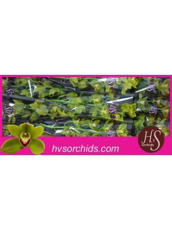 CYMB T *12 JUNGLE TRAIL - GREEN