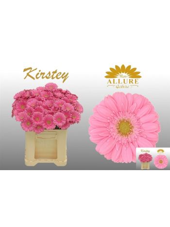 GE MI KIRSTEY