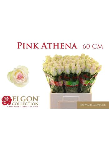 R GR PINK ATHENA 60CM