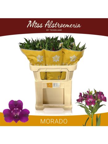 ALSTR MORADO