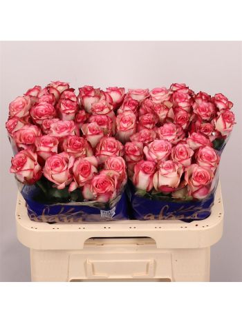 R GR PALOMA 60CM