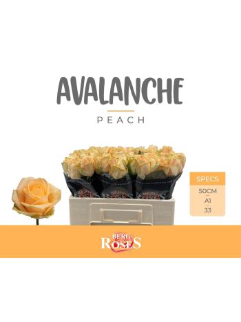 R GR5 AVALANCHE PEACH