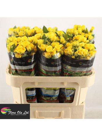 R TR YELLOW BABE 70CM